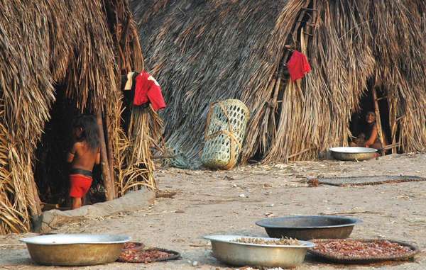 Enawene nawes: ¿Cómo viven? - Survival International Enawene nawes: ¿Cómo viven? - Survival International