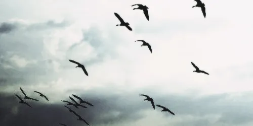 Encabezados para Facebook o Twitter. - Taringa!