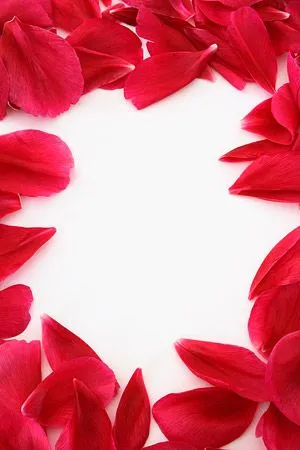 Encaje de pétalos de rosas rojas Free Download Encaje de pétalos de rosas rojas Free Download