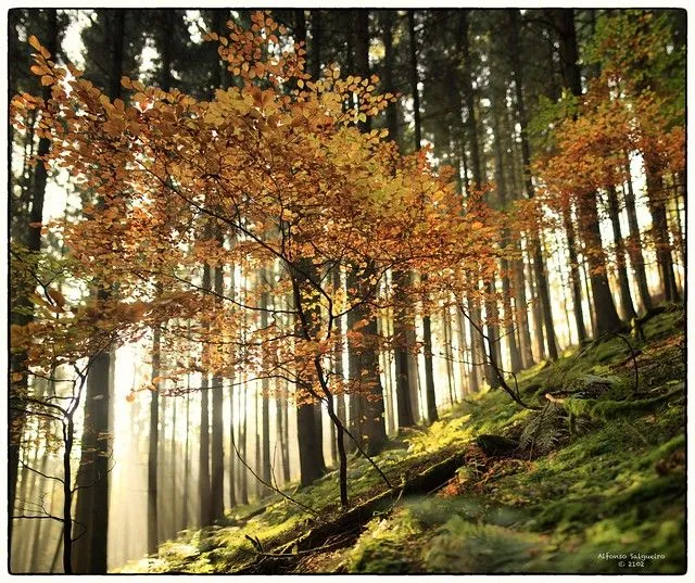 Enchanted forest / El bosque animado | Flickr - Photo Sharing! Enchanted forest / El bosque animado | Flickr - Photo Sharing!