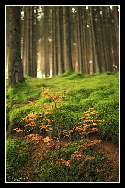 Enchanted forest / El bosque animado | Flickr - Photo Sharing! Enchanted forest / El bosque animado | Flickr - Photo Sharing!