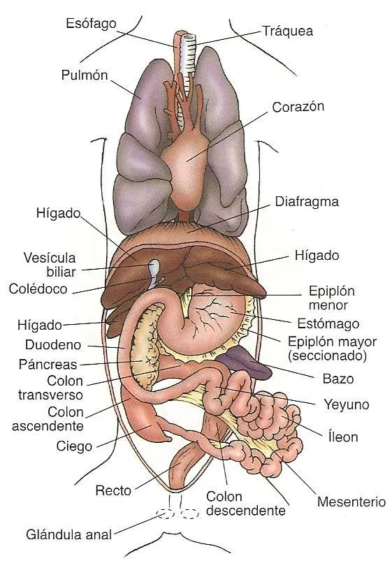 Enciclopedia de animales: Sistema digestivo de los perros-on line Enciclopedia de animales: Sistema digestivo de los perros-on line