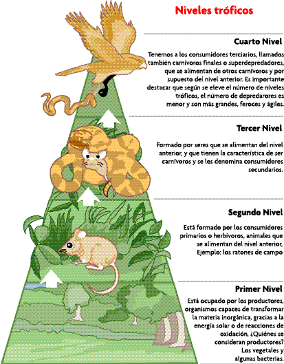 Piramide trofica animal - Imagui