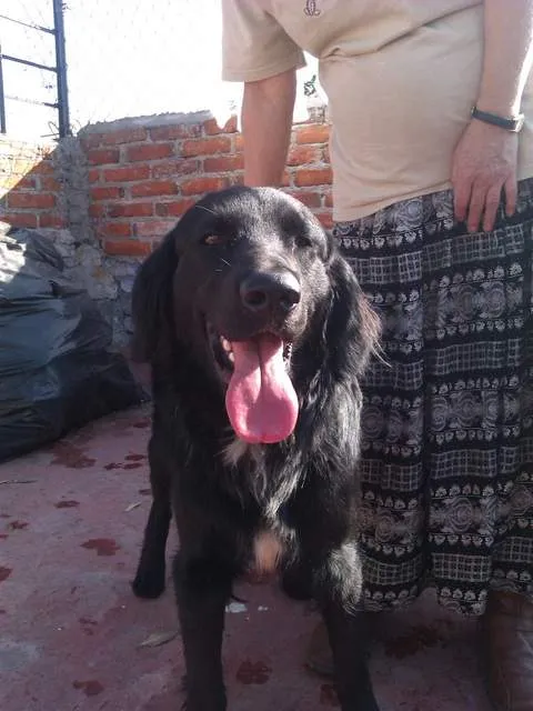 Encontrado – Cruza de labrador/ cocker (metro Obrera, México D.F. ...
