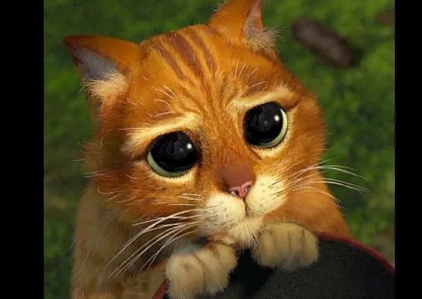 Encontraron a un felino con la misma mirada del gato de Shrek ...