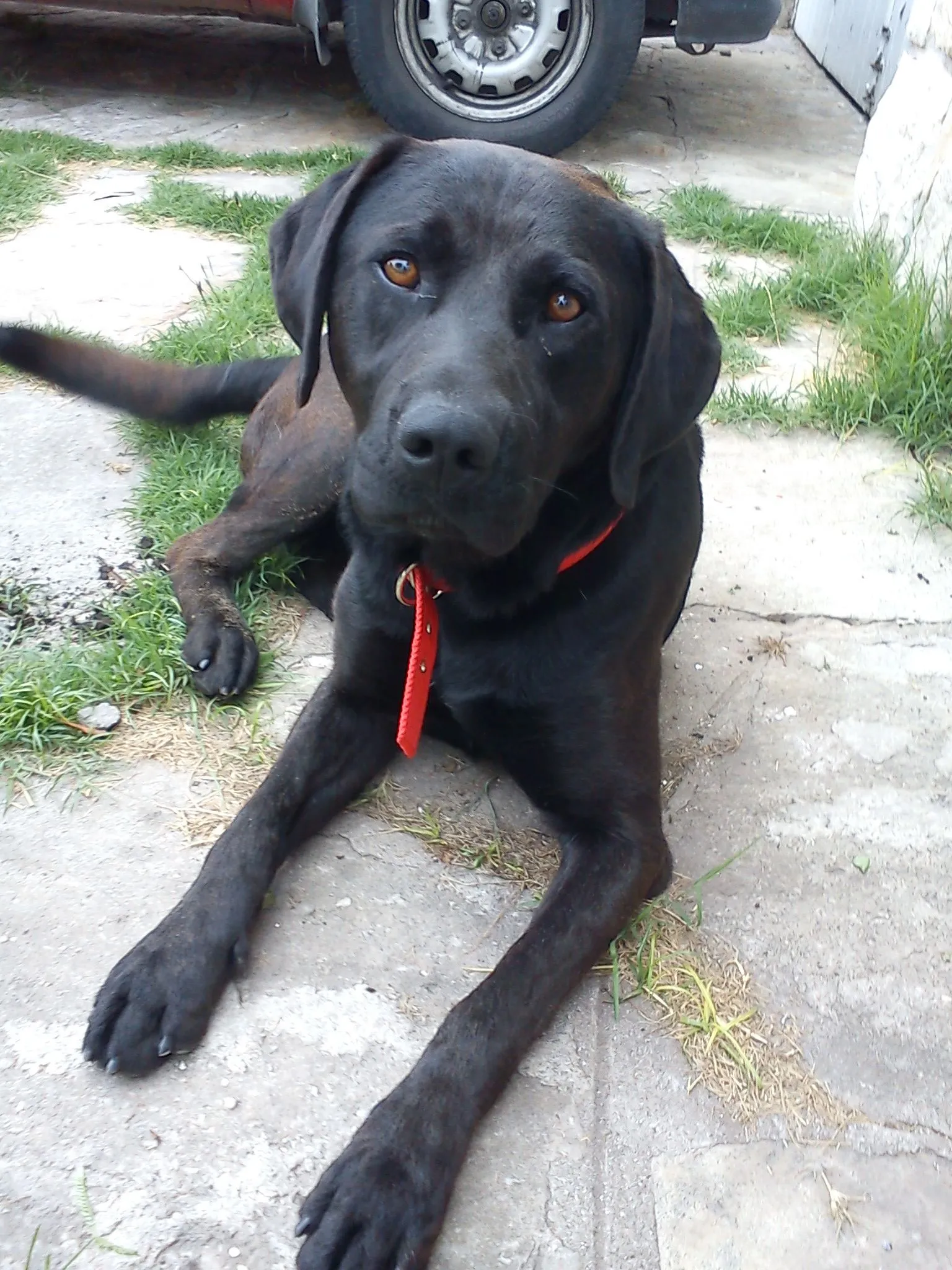 Encontraron perro Labrador negro en Punta Mogotes | DerechoAnimal. Encontraron perro Labrador negro en Punta Mogotes | DerechoAnimal.