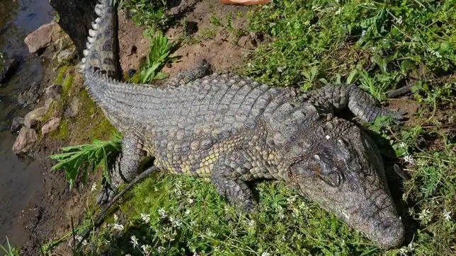 Encuentran muerto al cocodrilo que buscaban en Mijas - abcdesevilla.es Encuentran muerto al cocodrilo que buscaban en Mijas - abcdesevilla.es
