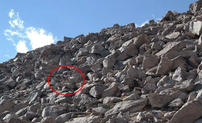 Encuentras la oveja escondida en esta foto? -- Qué.es -- Encuentras la oveja escondida en esta foto? -- Qué.es --
