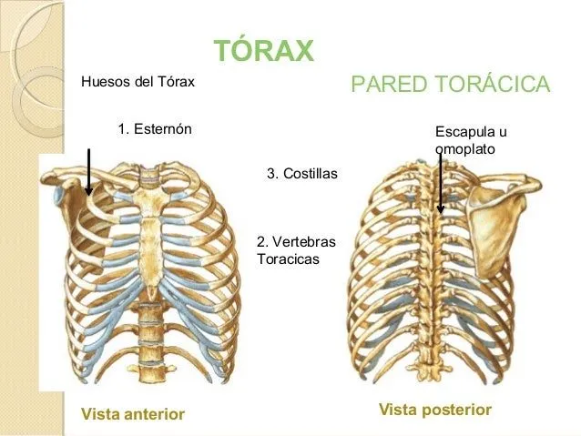 end-torax-i-9-638.jpg?cb= ...