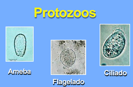 Endoparásitos Del Perro: Protozoos | Mascotas Felices Endoparásitos Del Perro: Protozoos | Mascotas Felices