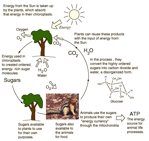 Energy Cycle from Plants to Animals