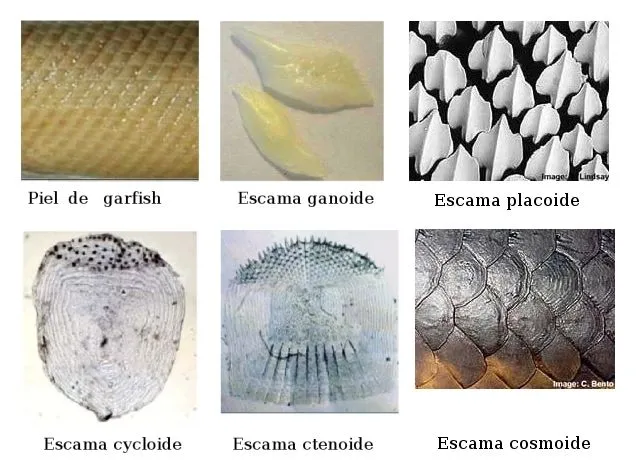 La piel de los animales es diferente según el medio en el que ... La piel de los animales es diferente según el medio en el que ...