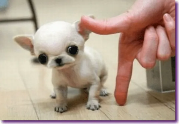 La enfermedad que ataca a los perros miniatura | Educación Canina ...