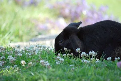 Las enfermedades más comunes del conejo | Cuidar de tu mascota es ... Las enfermedades más comunes del conejo | Cuidar de tu mascota es ...