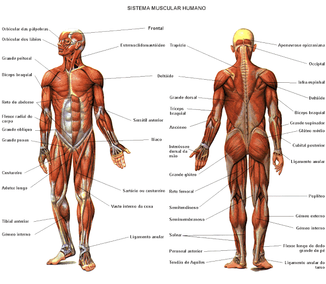 ENFERMEDADES DE LOS SISTEMAS BIOLÓGICOS