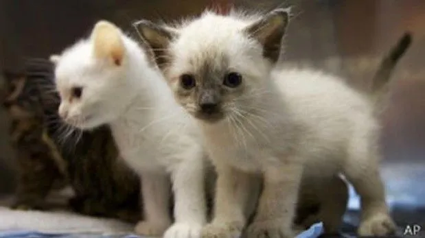 Qué enfermedades pueden contagiarnos las mascotas? | El Comercio Perú