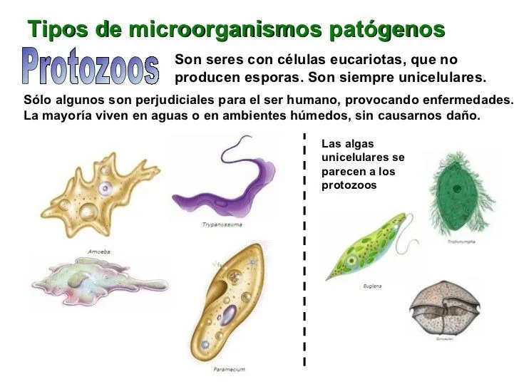 enfermedades-infecciosas- ...