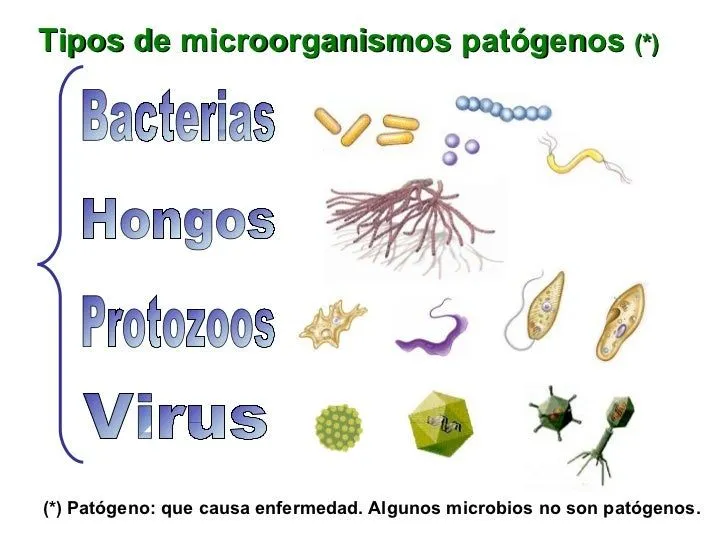 enfermedades-infecciosas- ...