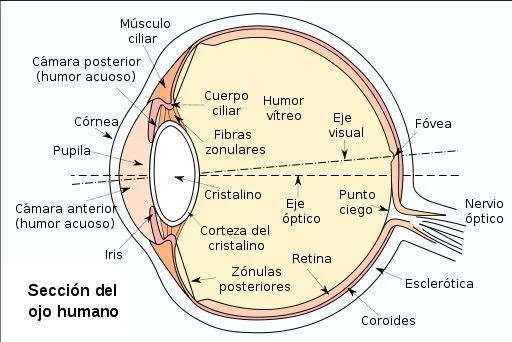 Enfermedades del Ojo