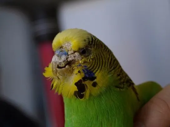 Enfermedades de los periquitos - Mascota Gentil - Mascota Gentil Enfermedades de los periquitos - Mascota Gentil - Mascota Gentil