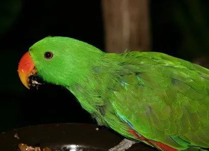 Las enfermedades de plumas de las aves | Cuidar de tu mascota es ...