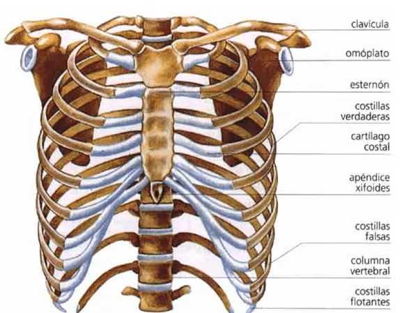 enfermeriauq: HUESOS Y ARTICULACIONES DEL TORAX por Daniel Giraldo R.