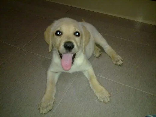 Me engañaron con la edad de jara - (Labrador Retriever) | Perros.com