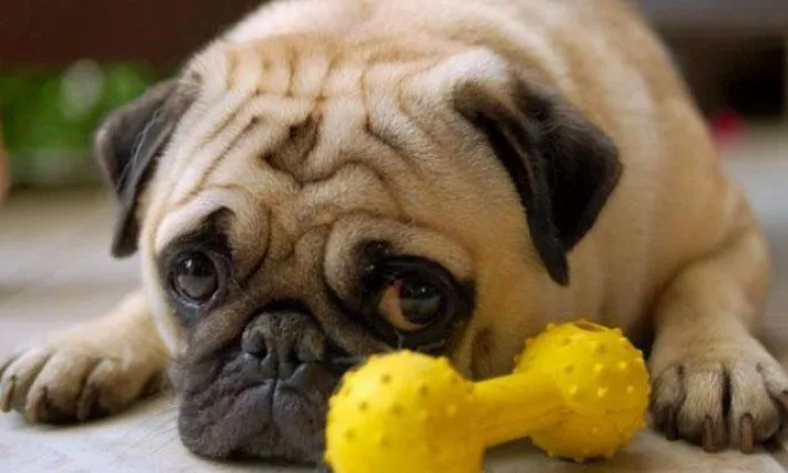 Que no te engañen, ojitos tristes de los perros no significa ... Que no te engañen, ojitos tristes de los perros no significa ...