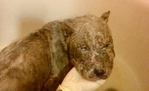 Ni los perros se salvan del discrimen