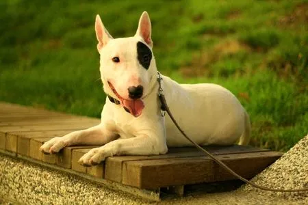 Cute Bull Terrier Wallpaper | Img Need