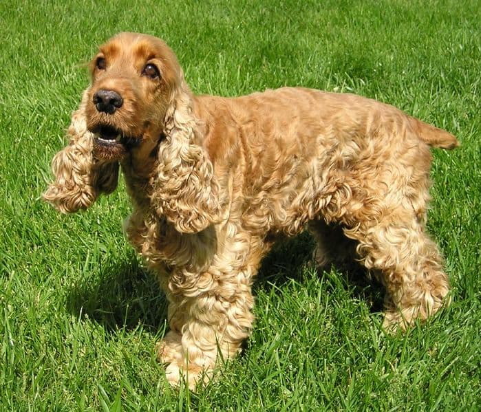 English Cocker Spaniel - Animals - A-Z Animals - Animal Facts ... English Cocker Spaniel - Animals - A-Z Animals - Animal Facts ...