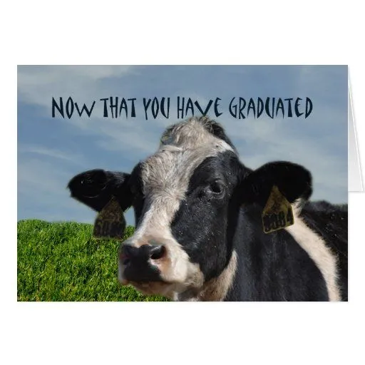 Enhorabuena chistosa en bóvidos de graduación de l tarjetón | Zazzle