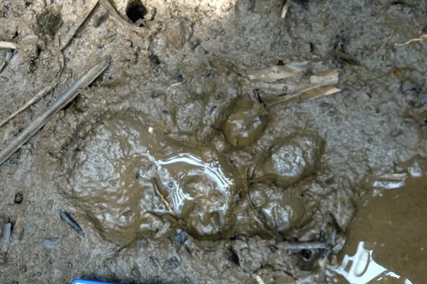 El enigma del felino que ronda en Urabá
