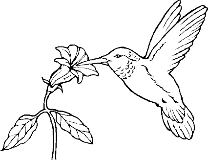 Dibujos faciles de colibries - Imagui