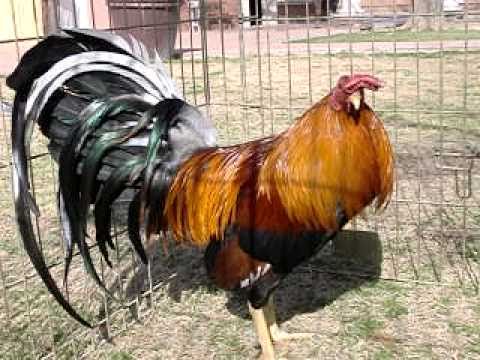 GALLOS FINOS EN LAS VEGAS NEVADA(SWEATERS) GRANJA NEVADA DESERT ... GALLOS FINOS EN LAS VEGAS NEVADA(SWEATERS) GRANJA NEVADA DESERT ...