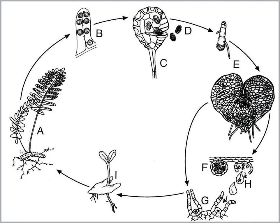 enraizar liquido para | Cuidar de tus plantas es facilisimo.