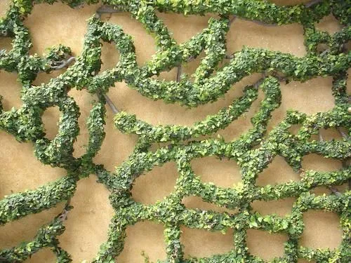 Enredaderas y cubresuelos - Guia de Jardineria - Jardines y ... Enredaderas y cubresuelos - Guia de Jardineria - Jardines y ...