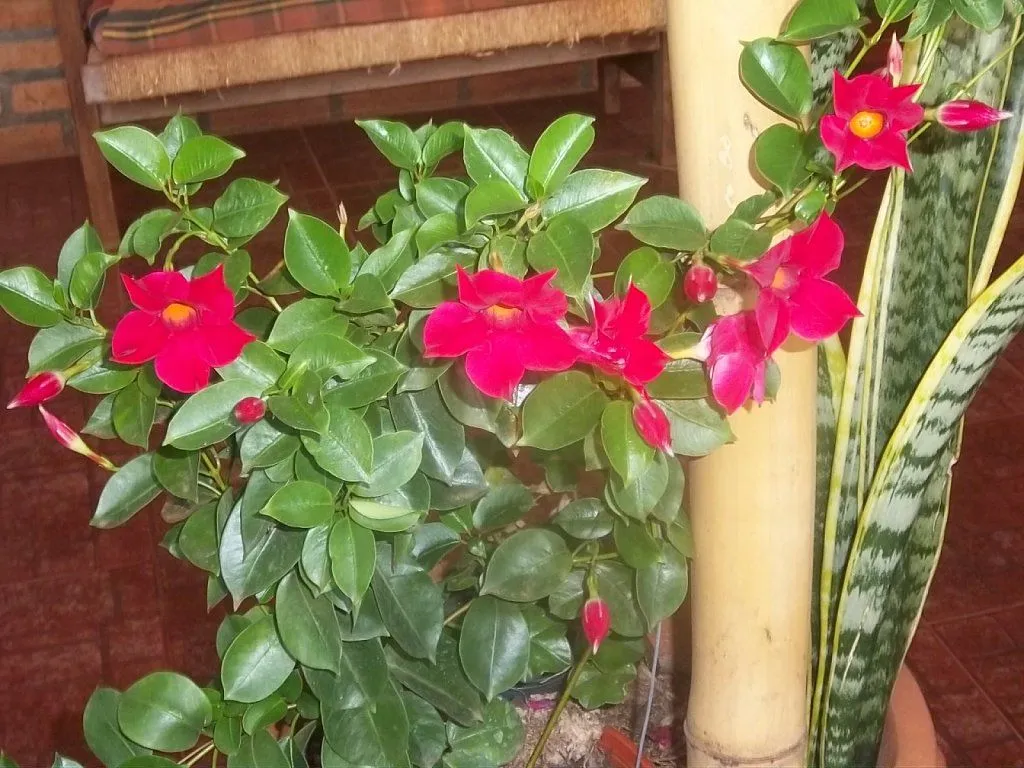 enredaderas | Cuidar de tus plantas es facilisimo. enredaderas | Cuidar de tus plantas es facilisimo.