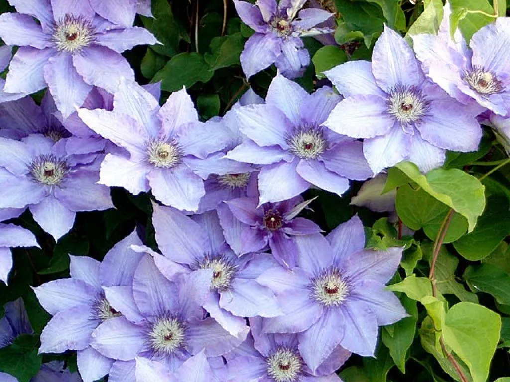 enredaderas de flores | Cuidar de tus plantas es facilisimo. enredaderas de flores | Cuidar de tus plantas es facilisimo.
