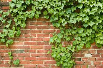 Enredaderas + flores en el pie? - Foro de InfoJardín