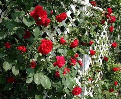 ENREDADERAS O TREPADORAS PARA CUBRIR PARED EN JARDIN : TERRAZAS Y ... ENREDADERAS O TREPADORAS PARA CUBRIR PARED EN JARDIN : TERRAZAS Y ...