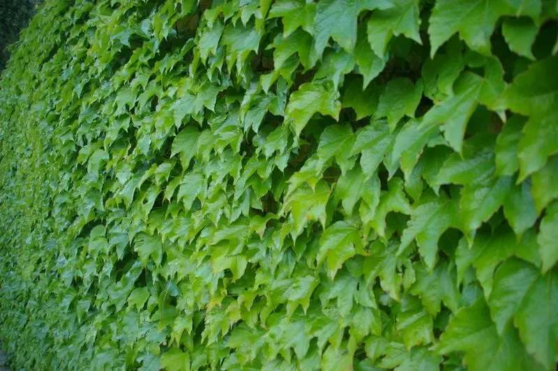 ENREDADERAS O TREPADORAS PARA CUBRIR PARED EN JARDIN : TERRAZAS Y ... ENREDADERAS O TREPADORAS PARA CUBRIR PARED EN JARDIN : TERRAZAS Y ...