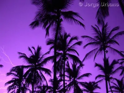 ... afecto de su paz y colorin colorado el color desde entonces es morado
