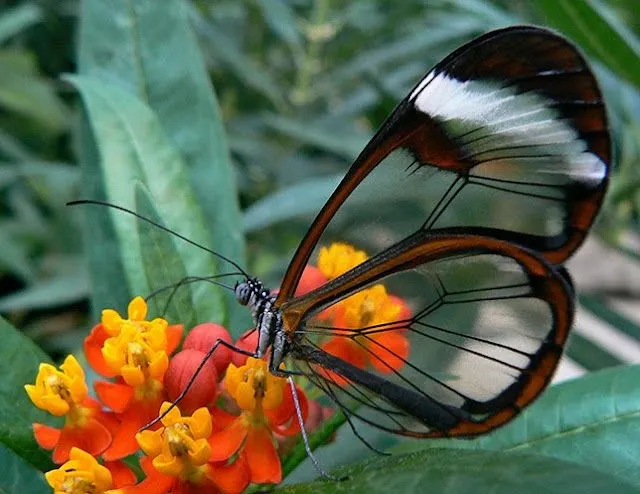 Enroque de ciencia: La mariposa de las alas de cristal Enroque de ciencia: La mariposa de las alas de cristal