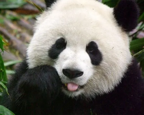 Imagenes • Imagenes de pandas bebes tiernos animados