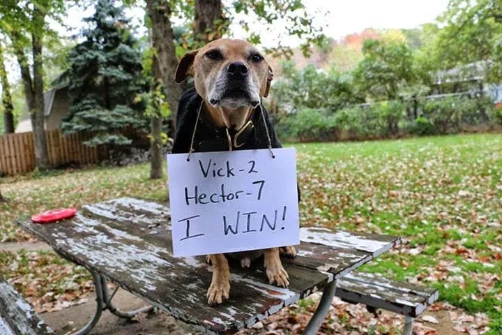 La enseñanza de amor de "Hector," el pit bull maltratado con ... La enseñanza de amor de "Hector," el pit bull maltratado con ...