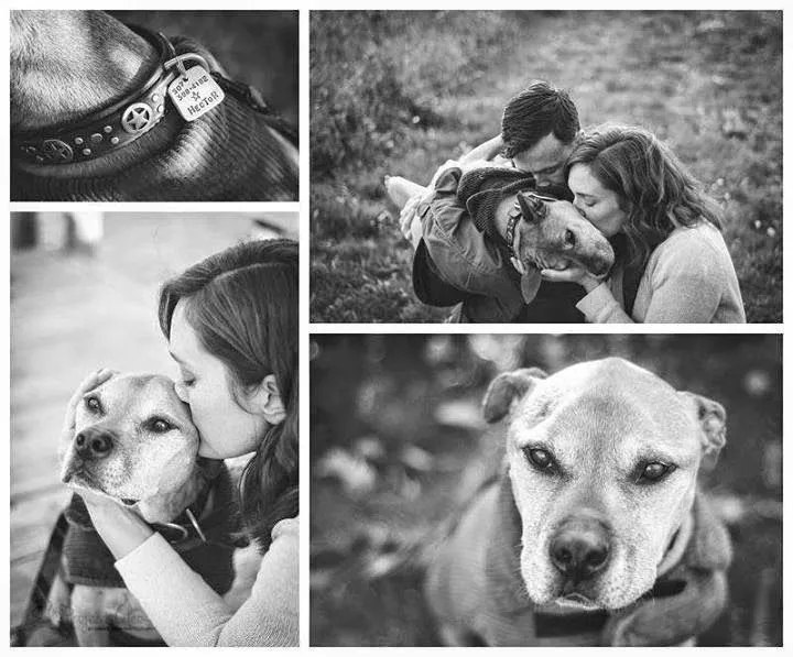 La enseñanza de amor de "Hector," el pit bull maltratado con ... La enseñanza de amor de "Hector," el pit bull maltratado con ...