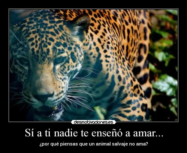 Sí a ti nadie te enseñó a amar... | Desmotivaciones