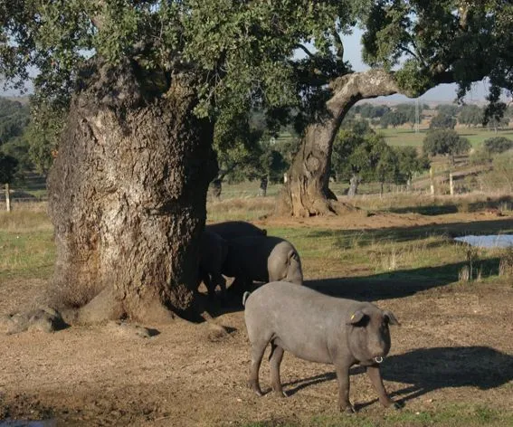Entornos naturales de Añora - Cordobapedia - La Enciclopedia Libre ...