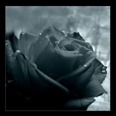 ROSAS NEGRAS GOTICAS | TODO PARA FACEBOOK IMAGENES PARA FACEBOOK ...